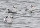 Audouinsmeeuw   A.Bender : SPANJE 2012 60D
